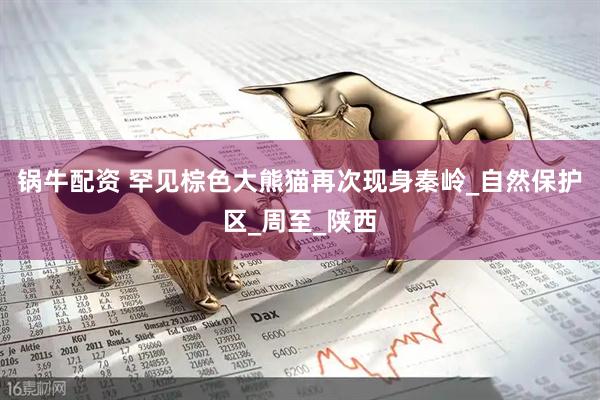 锅牛配资 罕见棕色大熊猫再次现身秦岭_自然保护区_周至_陕西